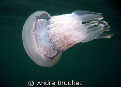 "Rhizostoma Pulmo" méduse shootée aux Iles Medes by André Bruchez 